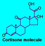 Does cortisone really work? Cortisone molecule